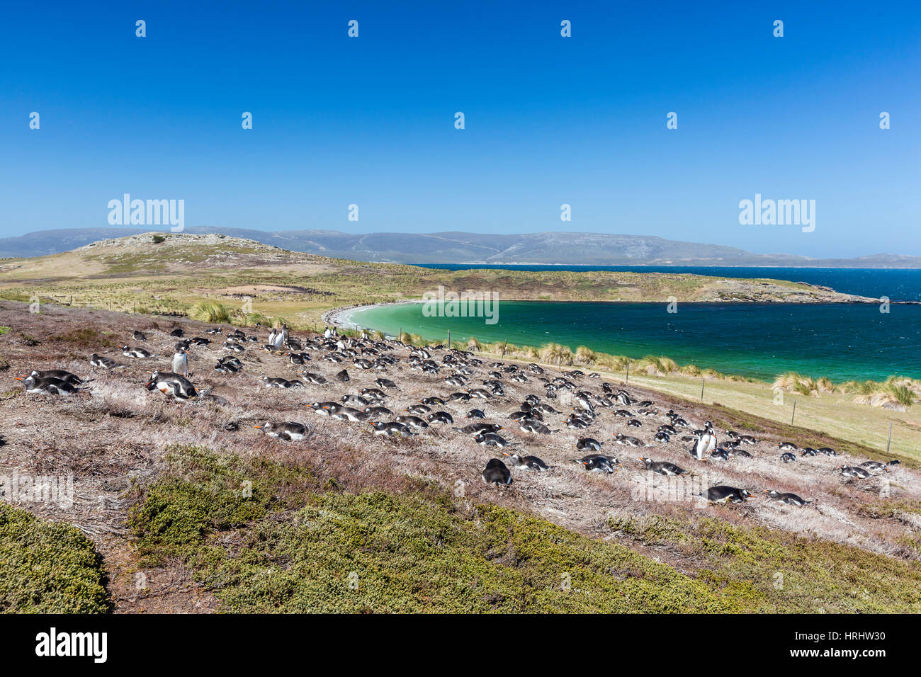 Pinguino Gentoo (Pygoscelis papua) colonia di allevamento sulle pendici della carcassa Isola, Isole Falkland Foto Stock