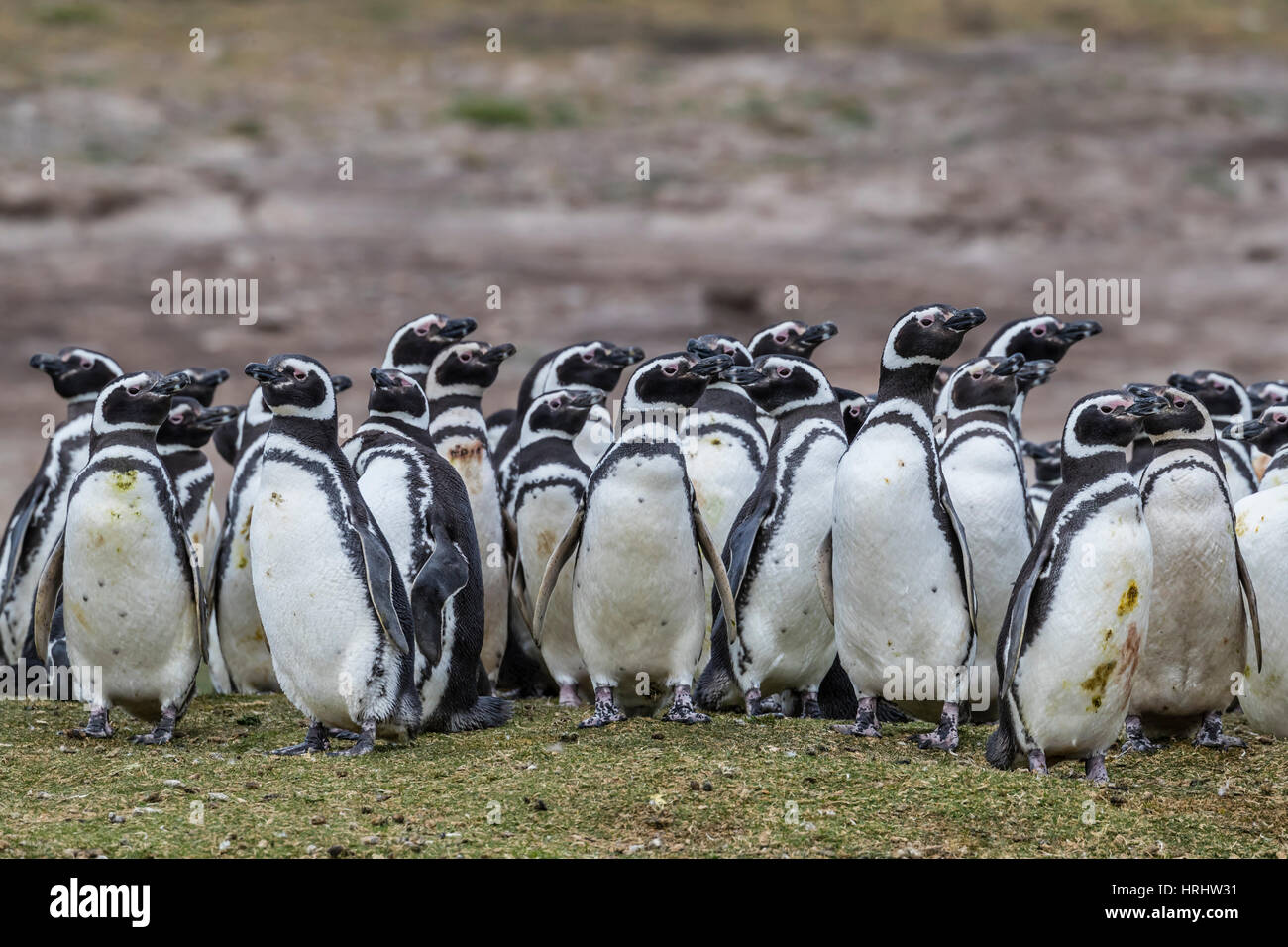 Magellanic penguin (Spheniscus magellanicus) allevamento colonia su tela di isola, Isole Falkland Foto Stock