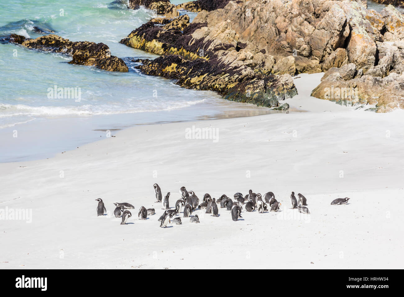 Adulto i pinguini di Magellano (Spheniscus magellanicus) sulla spiaggia a Gypsy Cove, East Island, Isole Falkland Foto Stock