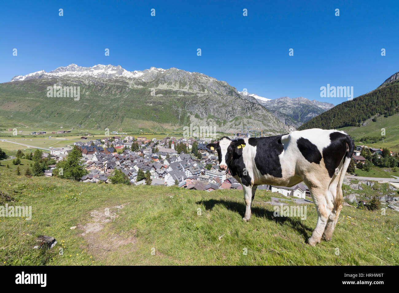 Mucca pascolare nel verde dei prati che circondano il villaggio alpino di Andermatt, Cantone di Uri, Svizzera Foto Stock