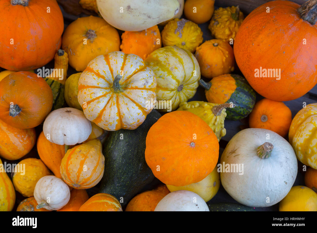 Un assortimento di autunno ortaggi, spremute e zucche, Derbyshire, England, Regno Unito Foto Stock