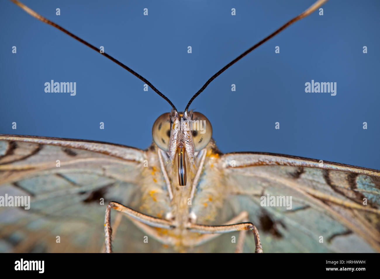 Ritratto di una farfalla contro uno sfondo blu Foto Stock