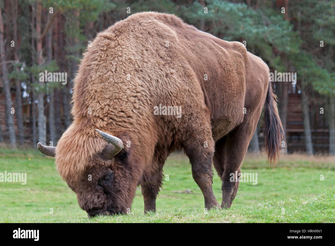 Alimentazione di bisonte sull'erba Foto Stock