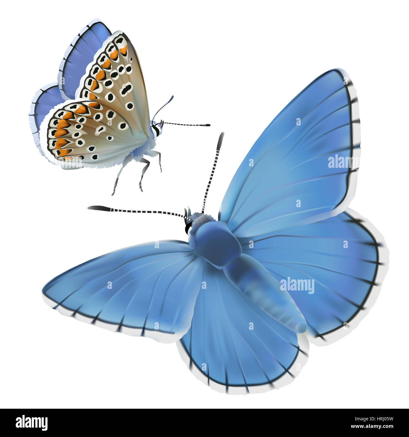 Butterfly Adonis blu - Polyomatus bellargus.disegnati a mano illustrazione digitale su sfondo bianco. Foto Stock