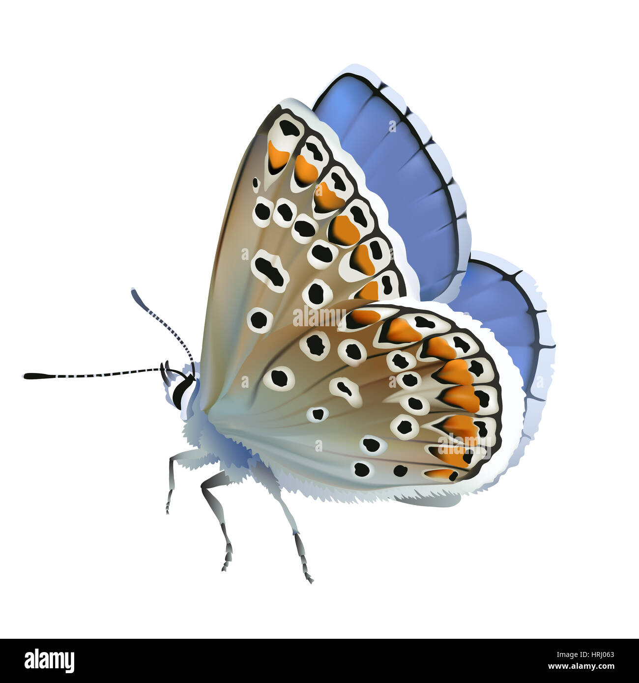 Butterfly Adonis blu - Polyomatus bellargus.disegnati a mano illustrazione digitale su sfondo bianco. Foto Stock