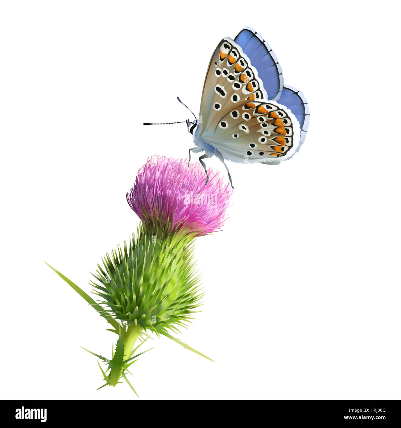 Butterfly Adonis blu sul fiore di cardo. Disegnato a mano illustrazione digitale su sfondo bianco. Foto Stock