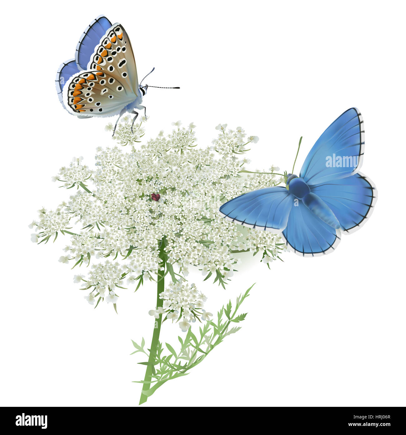 Farfalle Adonis blu sulla Queen Anne's pizzo. Disegnato a mano illustrazione digitale su sfondo bianco. Foto Stock
