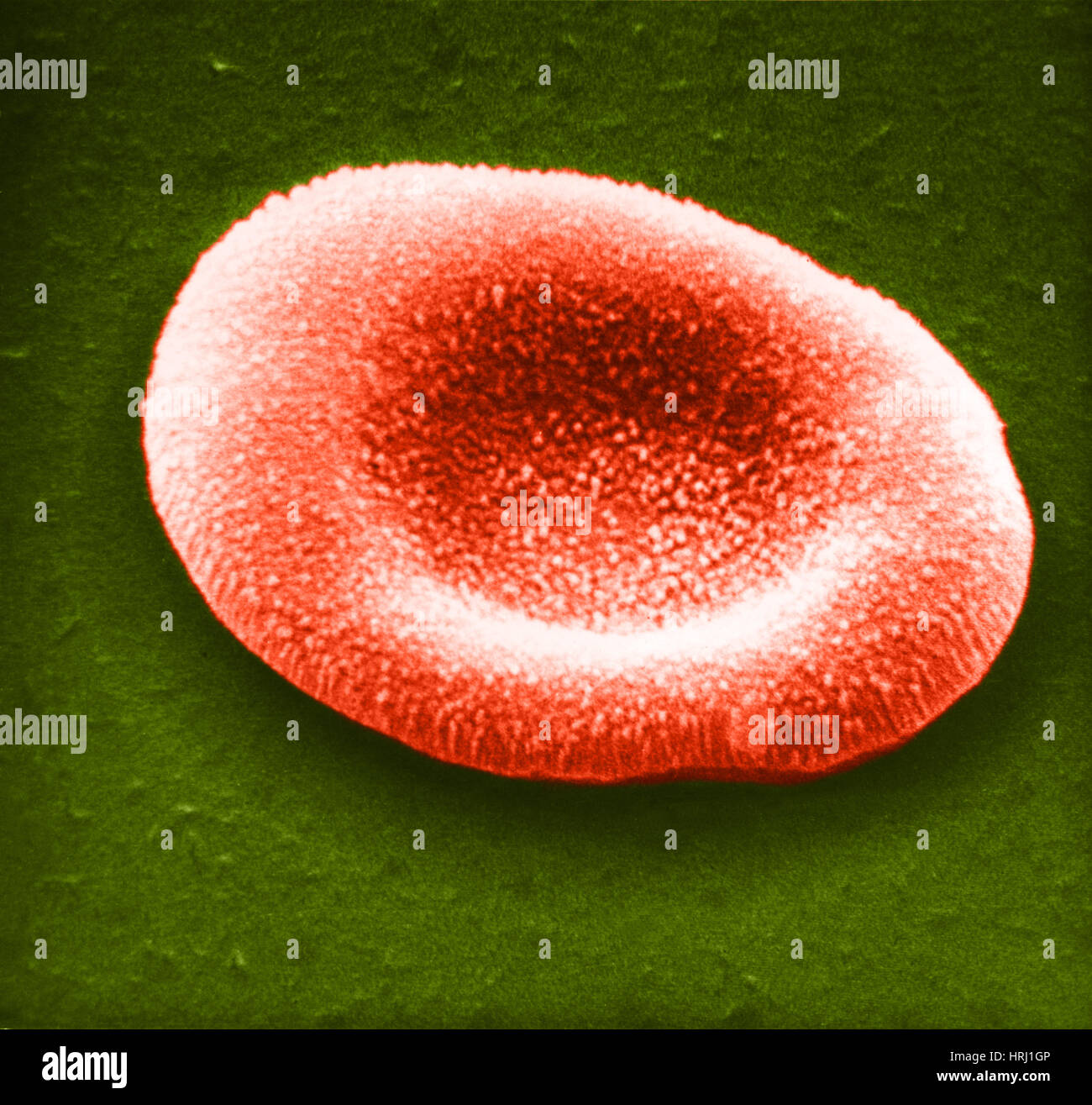 Cellule di sangue rosso, SEM Foto Stock