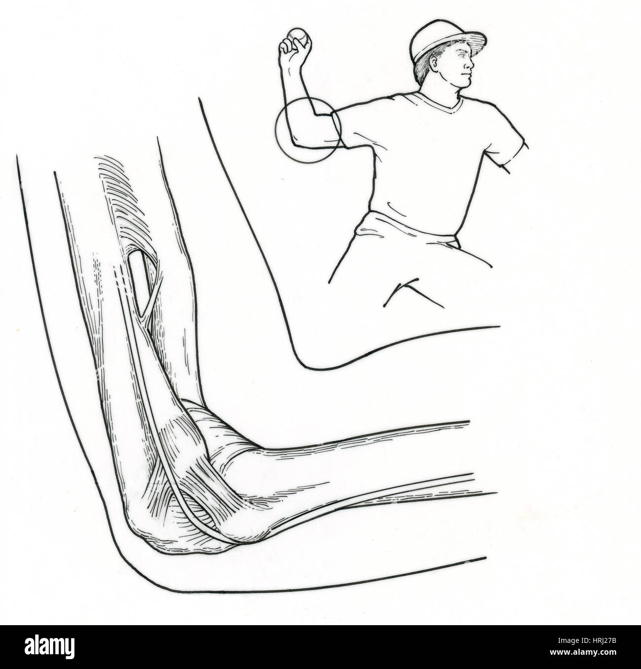 Illustrazione dei legamenti a gomito Foto Stock