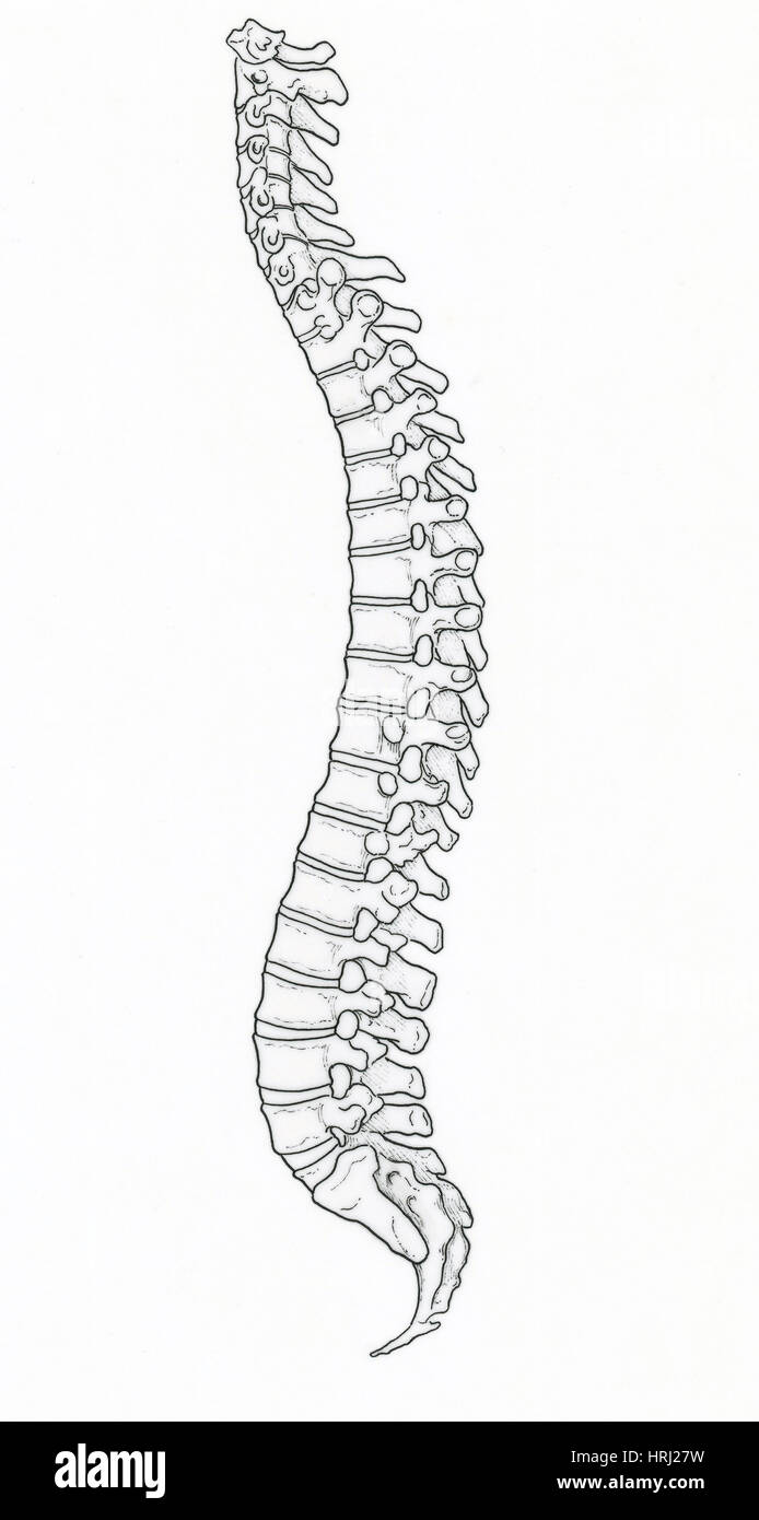 Illustrazione della colonna vertebrale Foto Stock