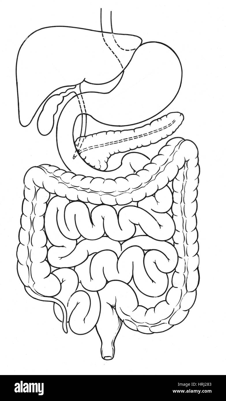 Illustrazione dell'addome Foto Stock