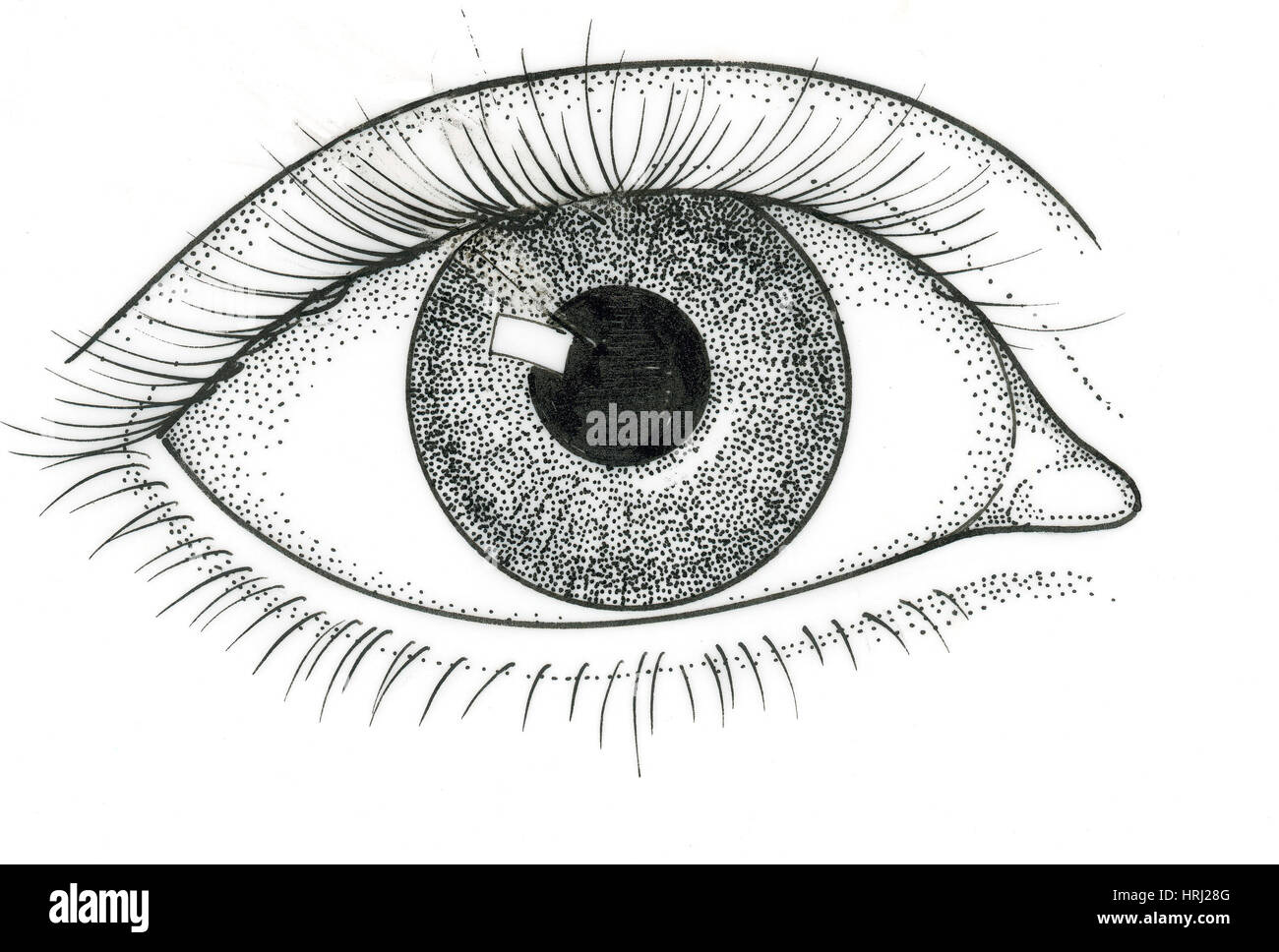 Illustrazione dell'occhio umano Foto Stock