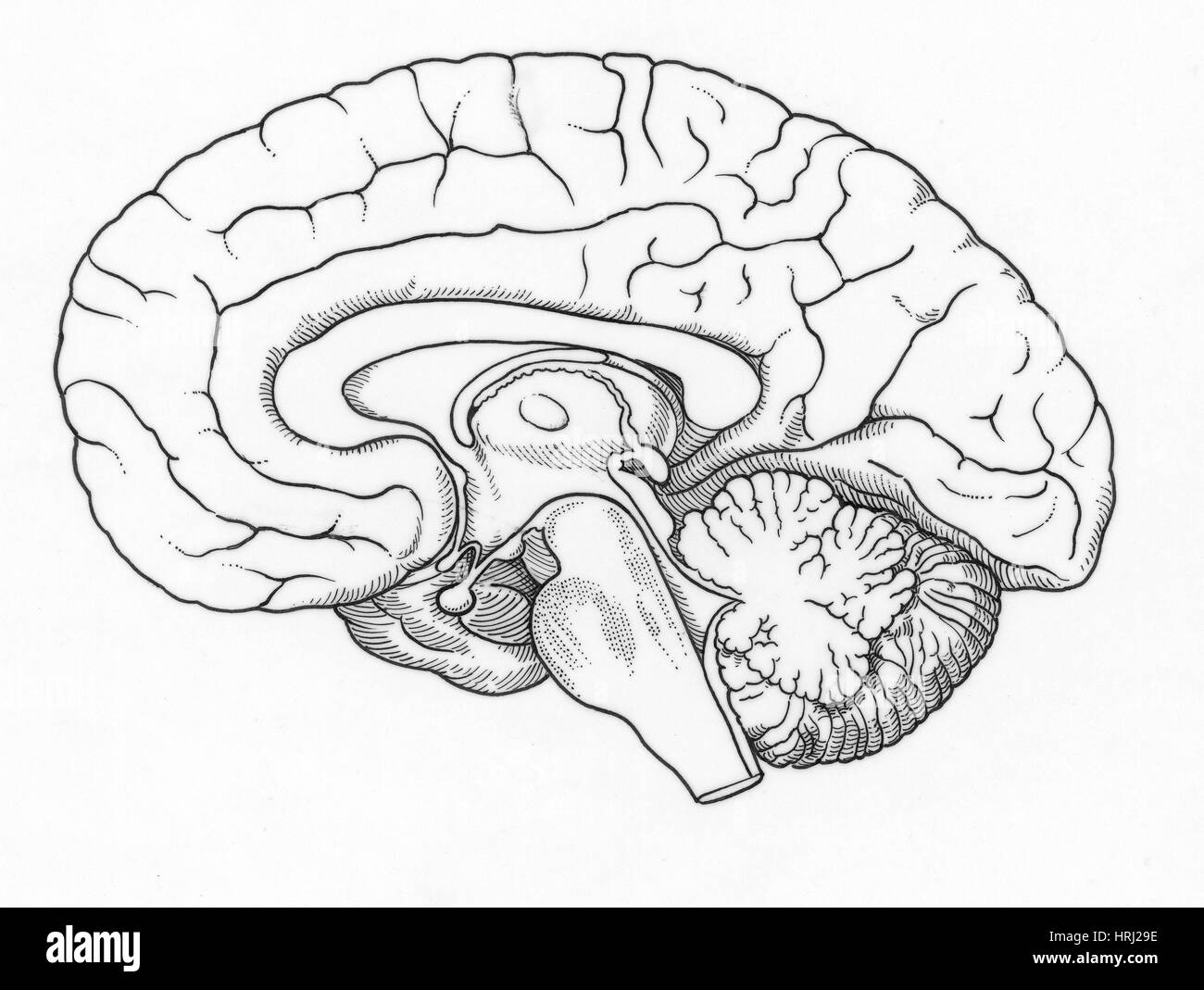 Illustrazione del cervello umano Foto Stock