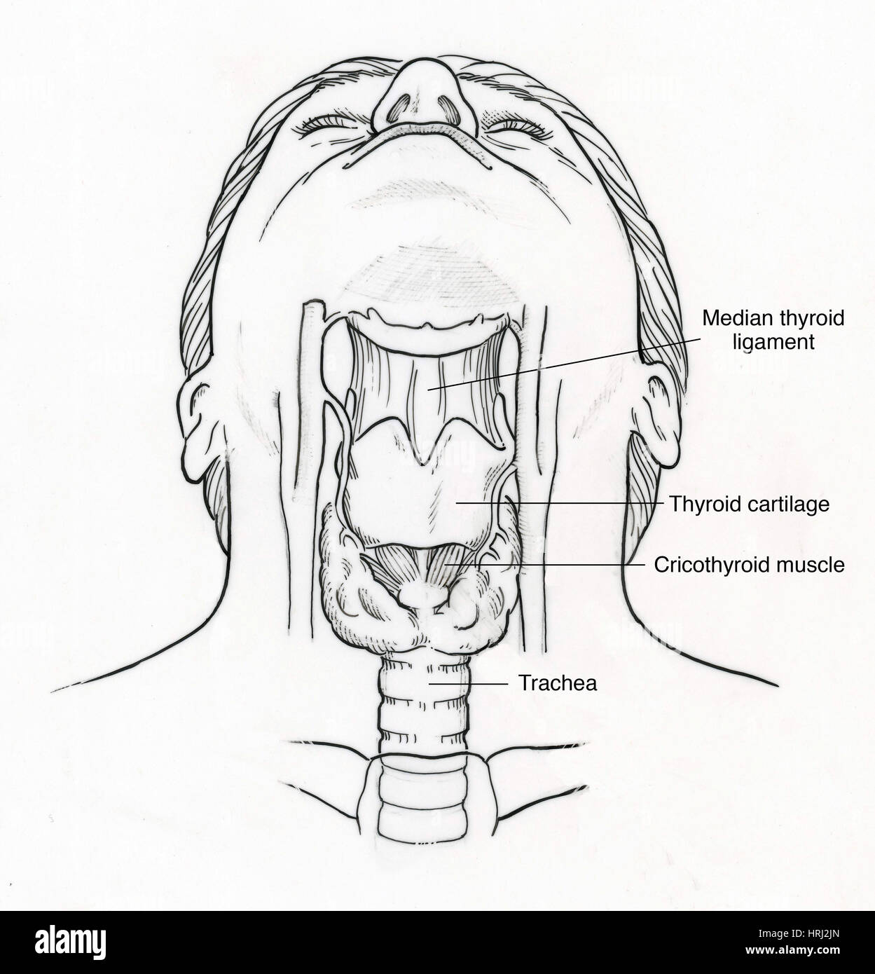 Illustrazione della gola anatomia Foto Stock