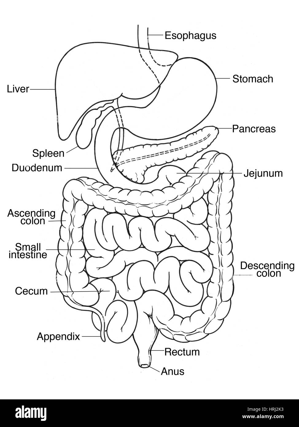 Illustrazione dell'addome Foto Stock