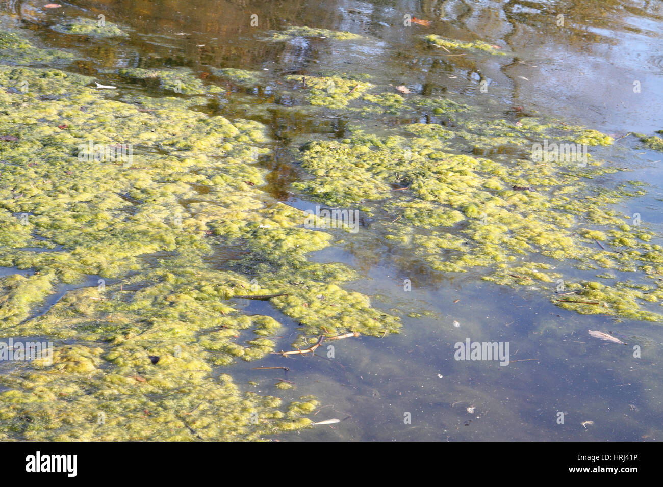 Fioritura di alghe in un stagno Foto Stock