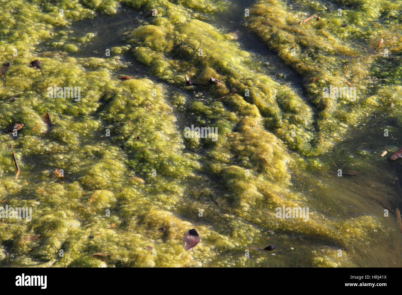 Fioritura di alghe in un stagno Foto Stock