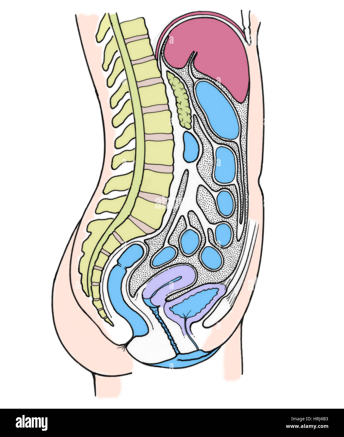 Illustrazione della femmina di organi interni Foto Stock