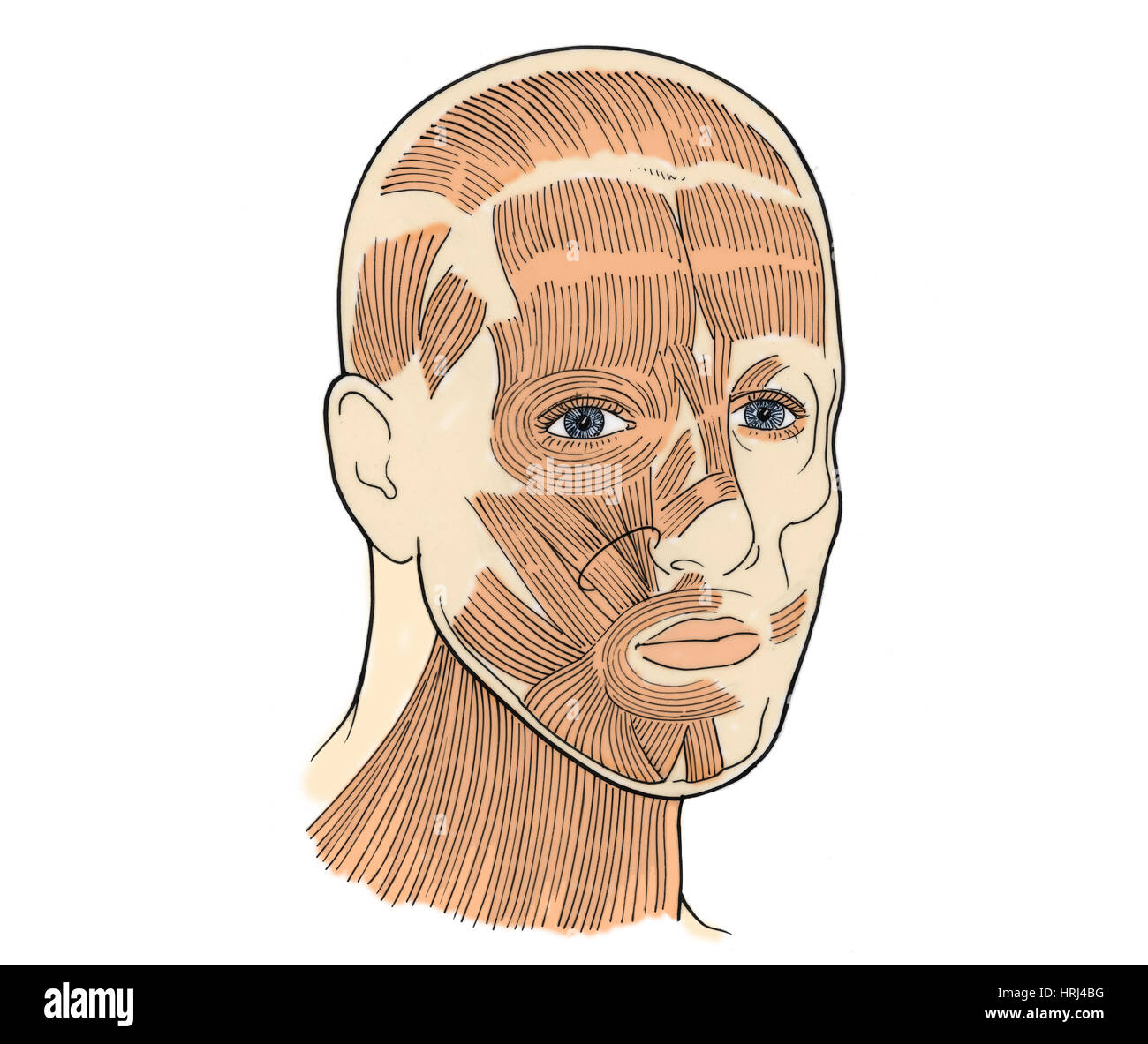 Illustrazione dei muscoli facciali Foto Stock