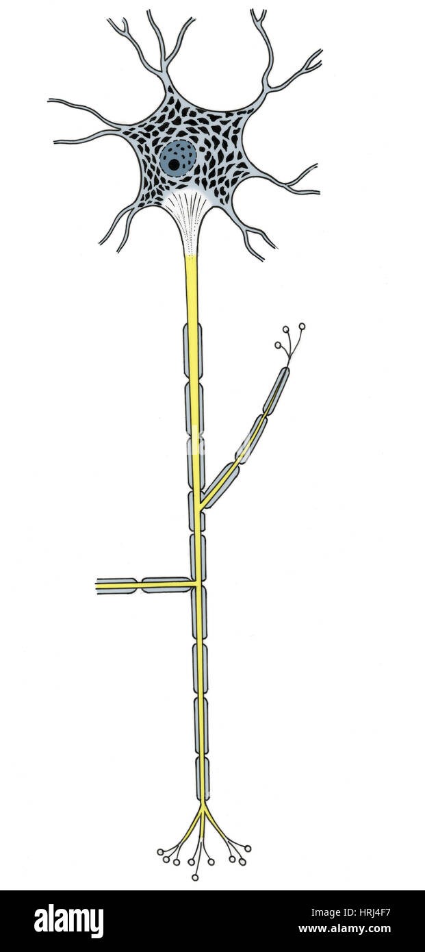 Illustrazione di neuroni motore Foto Stock