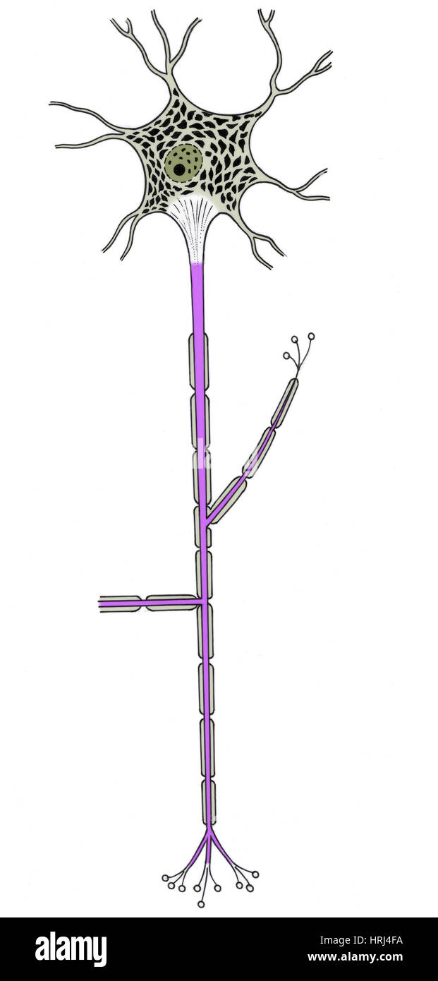 Illustrazione di neuroni motore Foto Stock