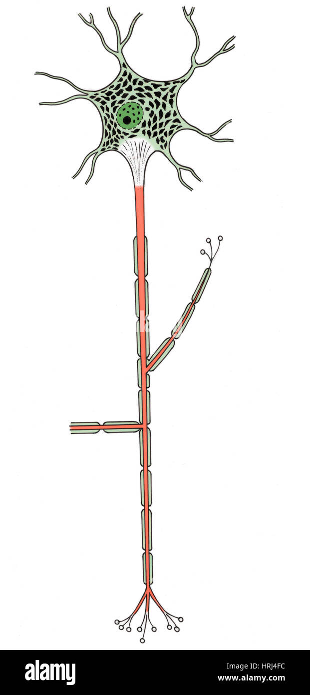 Illustrazione di neuroni motore Foto Stock