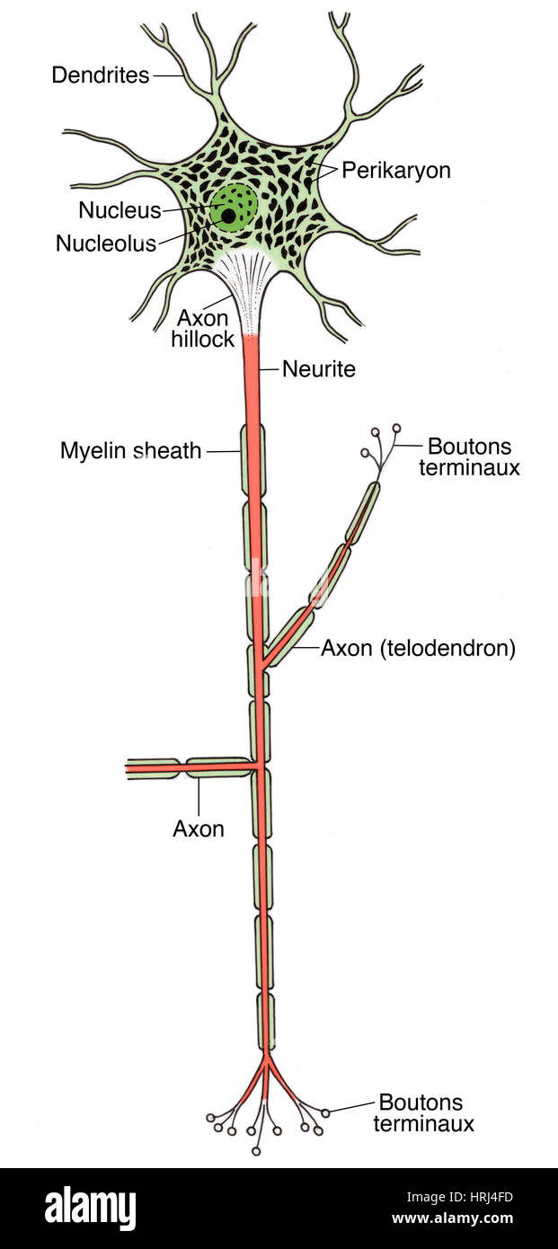 Illustrazione di neuroni motore Foto Stock