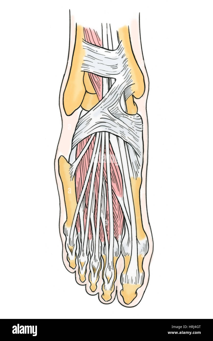 Illustrazione di anatomia del piede Foto Stock