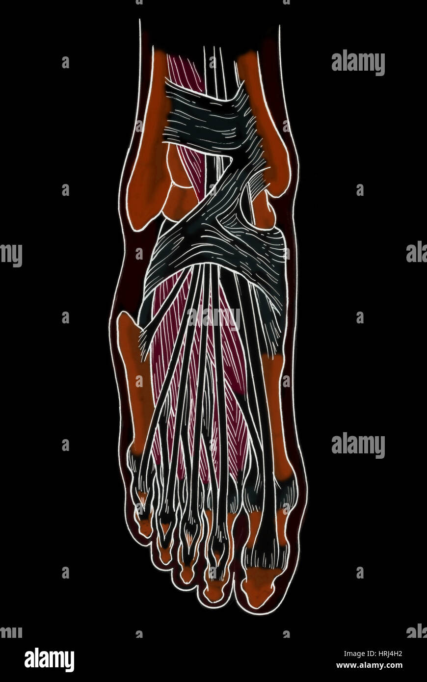 Illustrazione di anatomia del piede Foto Stock