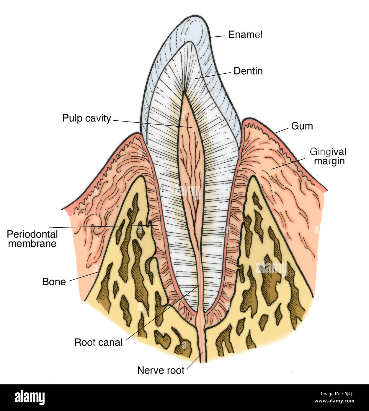 Illustrazione del dente Pre-Molar Foto Stock