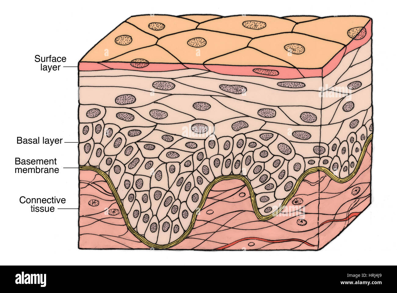 Illustrazione di epitelio squamoso stratificato Foto Stock