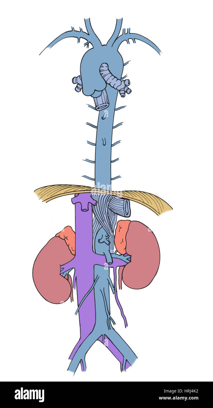 Illustrazione della aorta e filiali Foto Stock