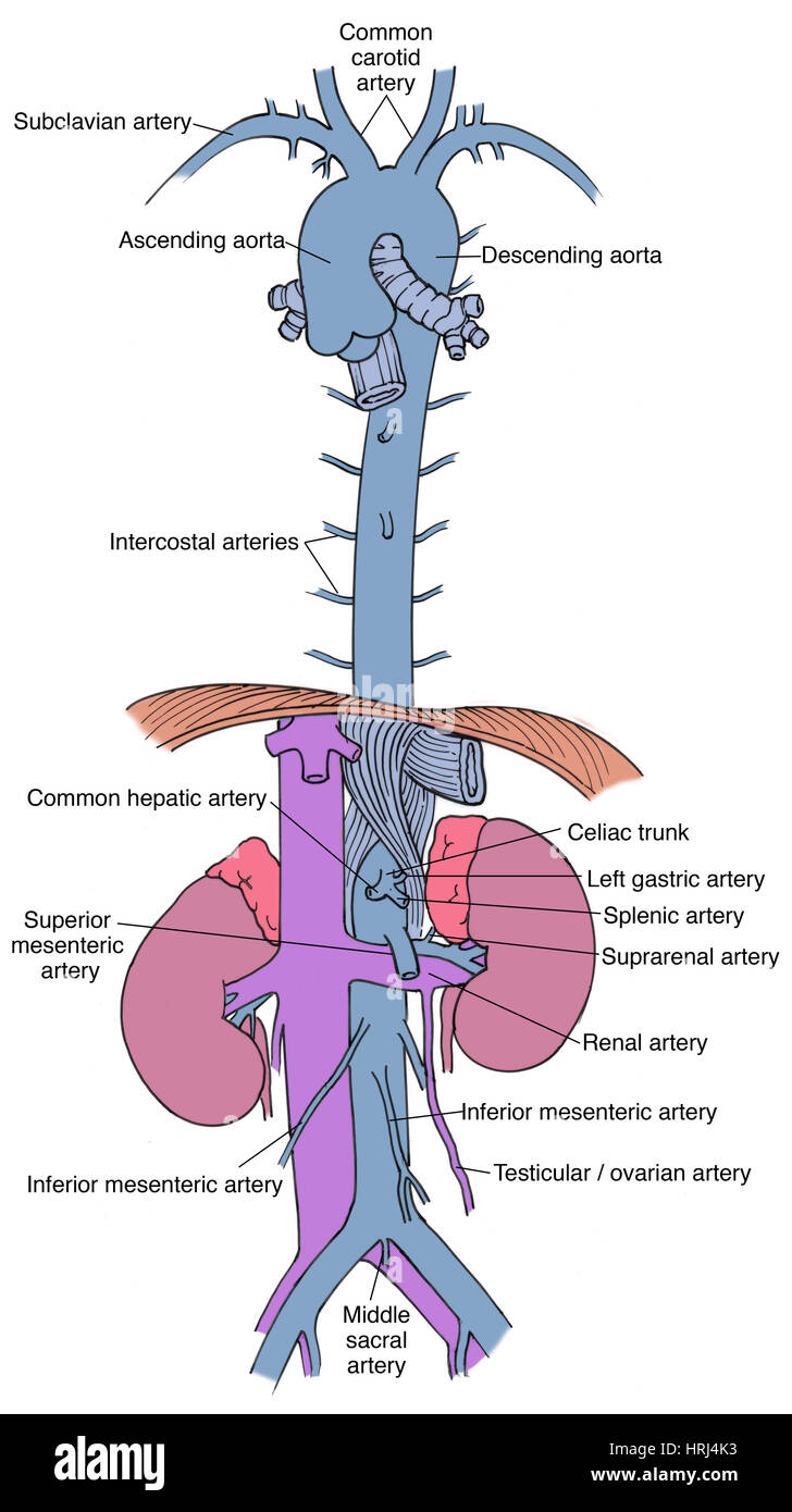 Arteria ovarica immagini e fotografie stock ad alta risoluzione Alamy