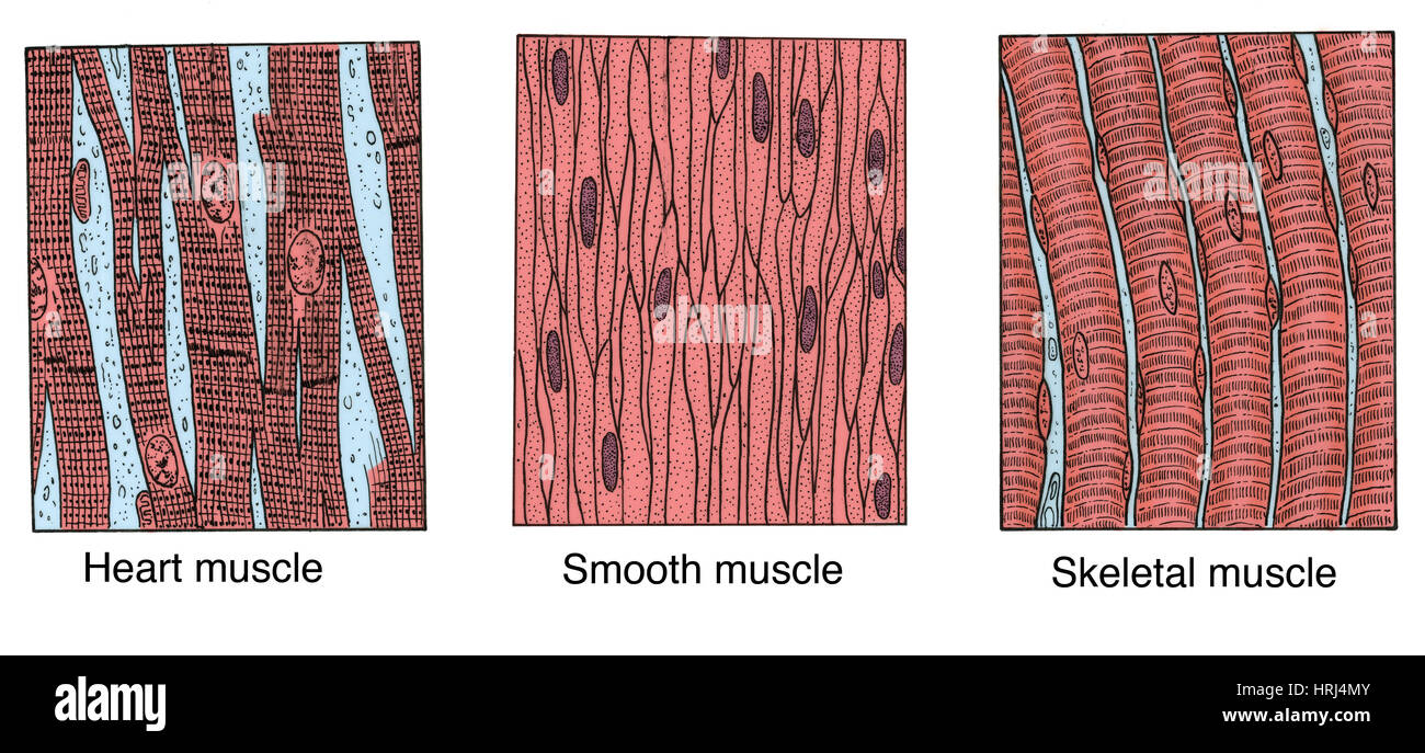 Illustrazione dei tipi di muscolo Foto Stock
