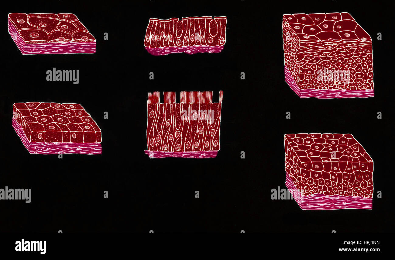 Illustrazione dei tipi di epitelio Foto Stock