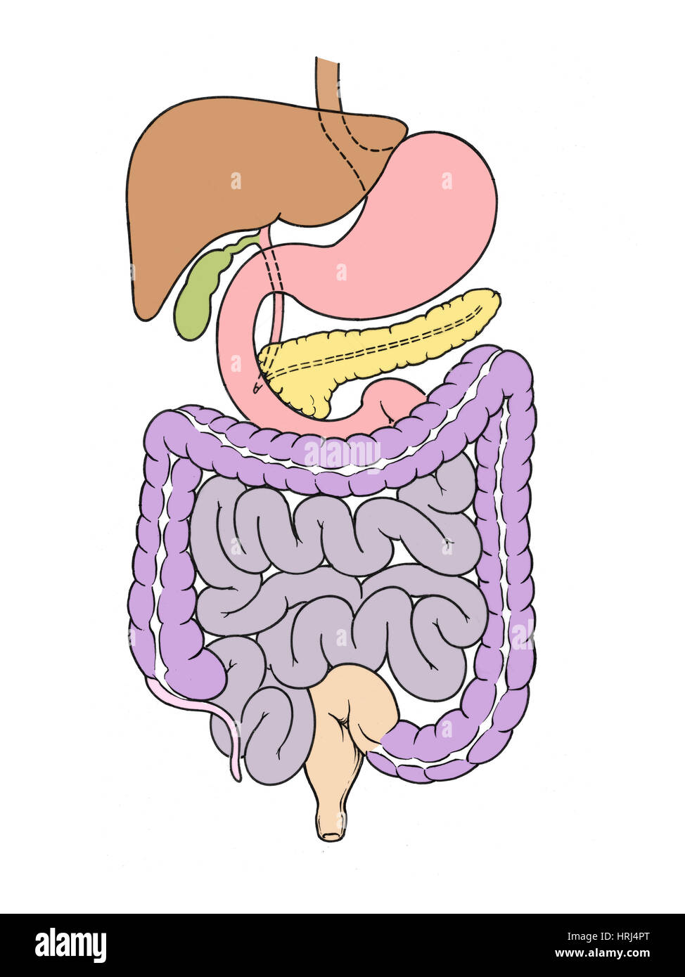 Illustrazione dell'addome Foto Stock
