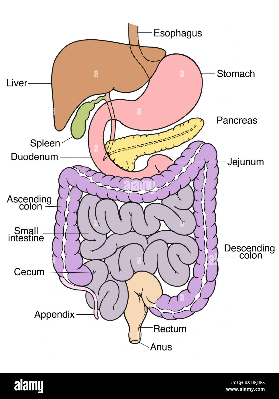 Illustrazione dell'addome Foto Stock