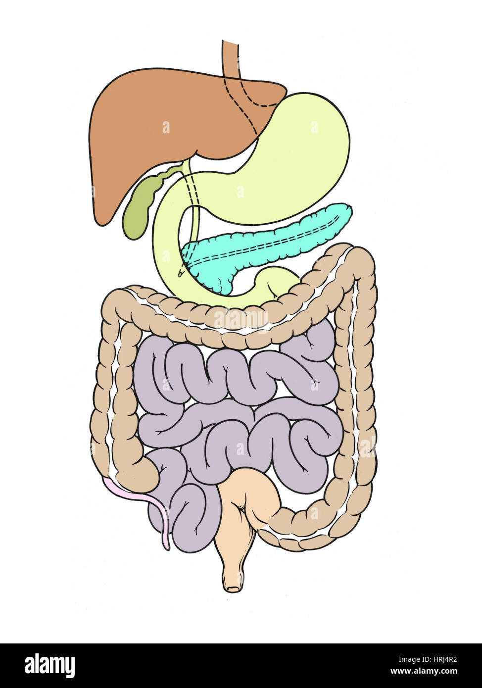 Illustrazione dell'addome Foto Stock