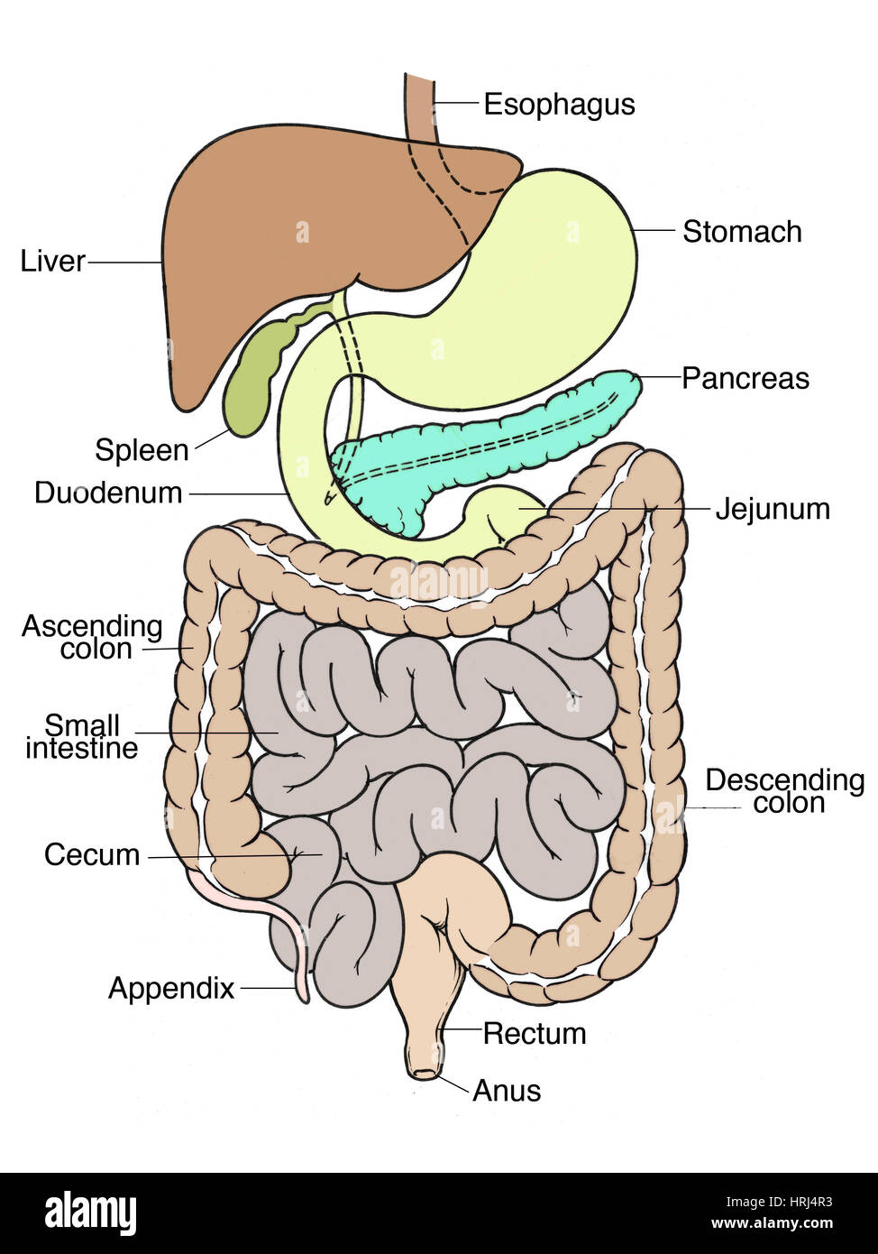 Illustrazione dell'addome Foto Stock