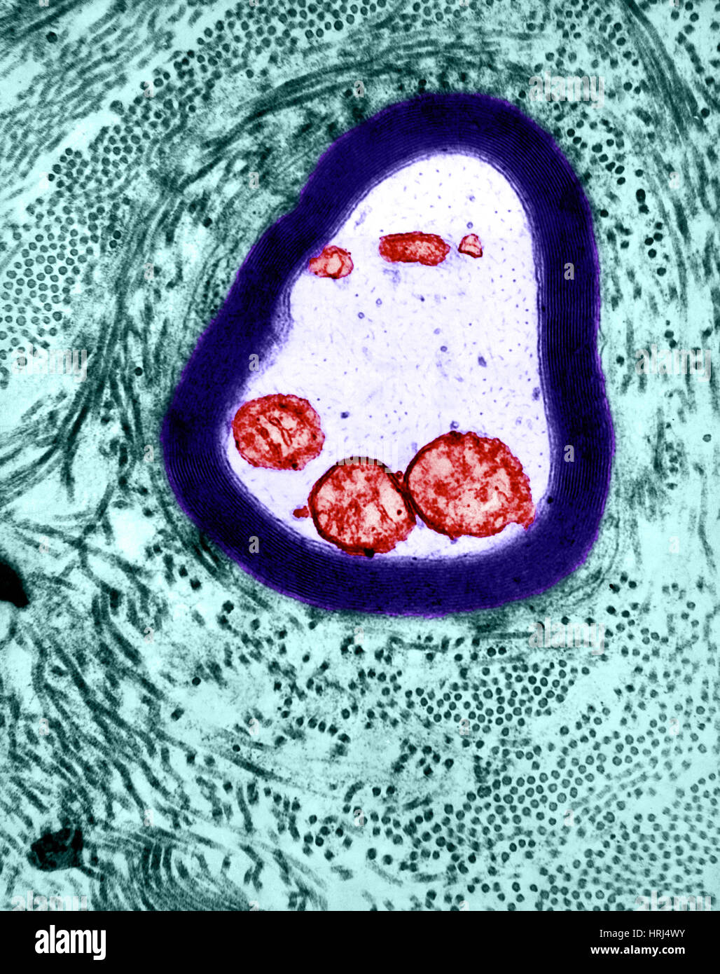 Mielinizzate Axon, TEM Foto Stock