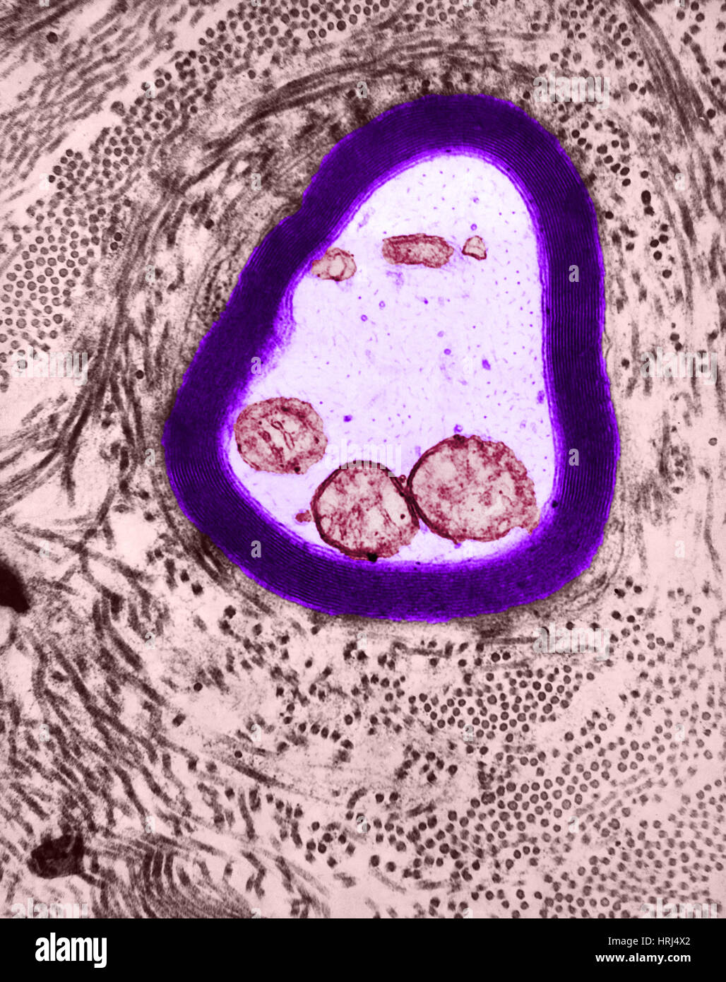 Mielinizzate Axon, TEM Foto Stock