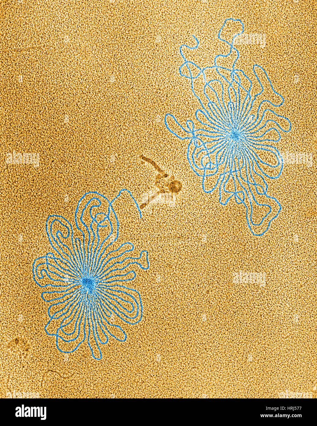 Il DNA di lambda di tipo selvatico fagi Foto Stock