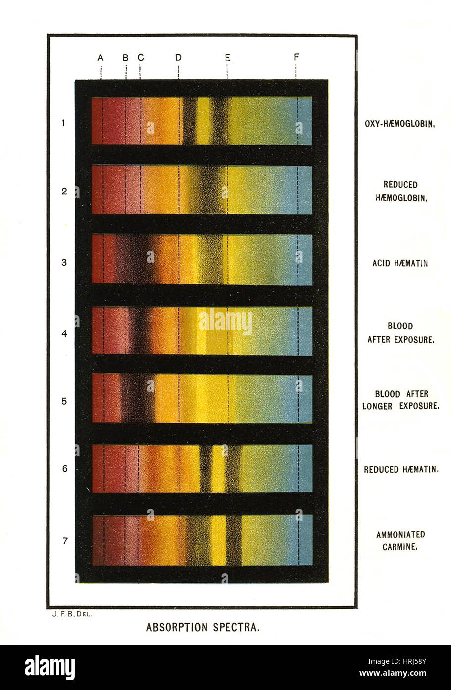 Grafico degli spettri, i campioni di sangue, 1894 Foto Stock