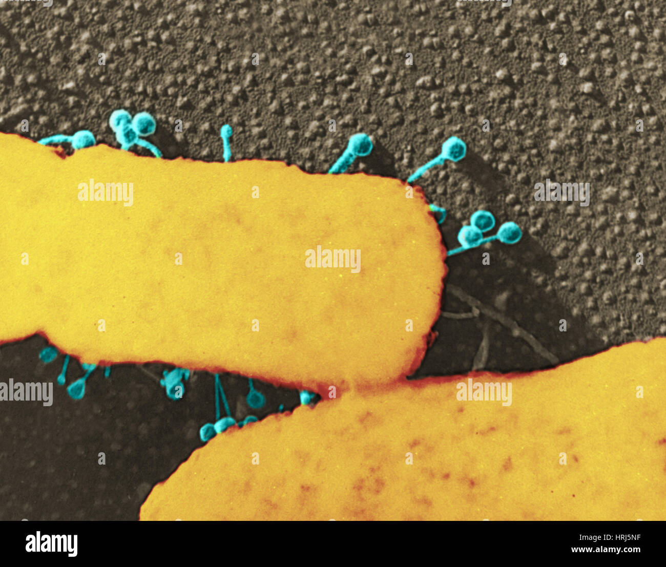 Fago Lambda su E. coli Foto Stock