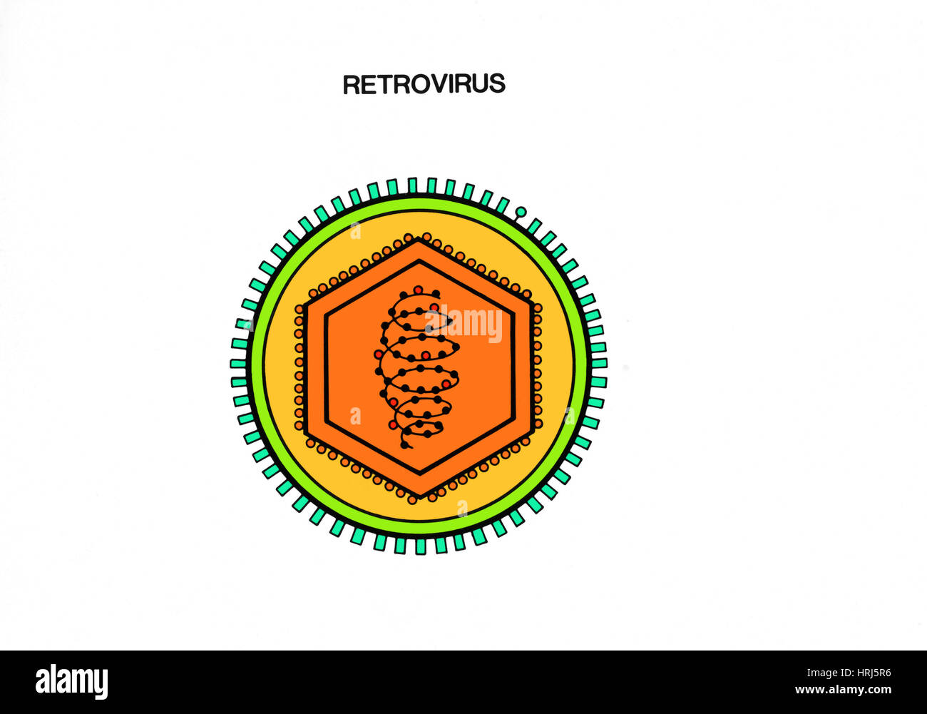 Retrovirus Foto Stock