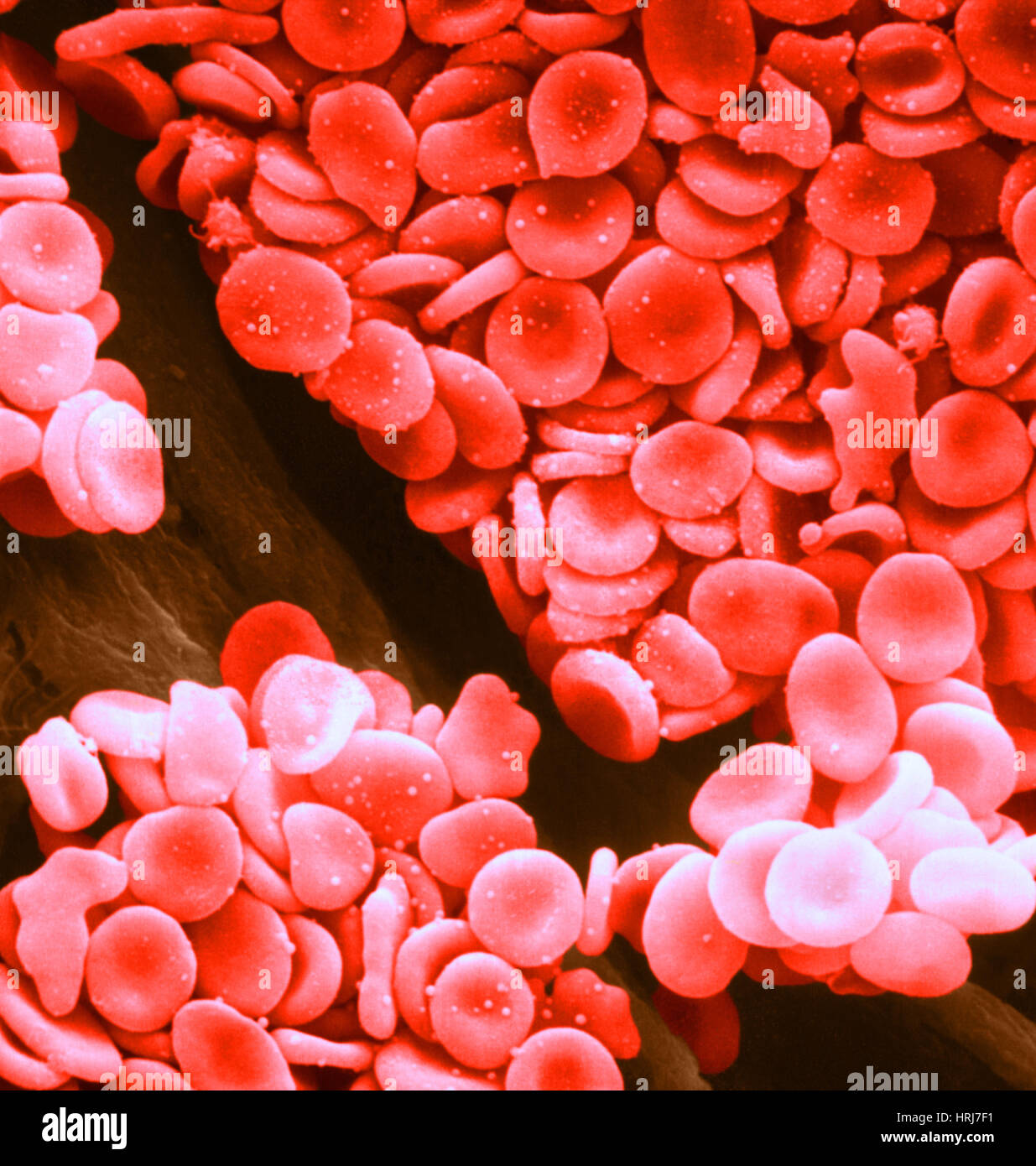 Le cellule rosse del sangue, SEM Foto Stock