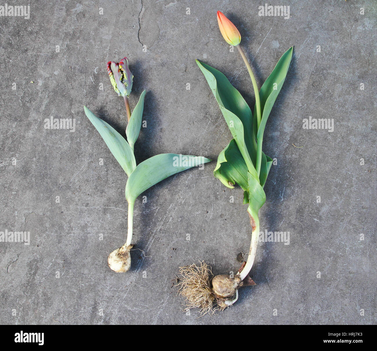 I tulipani Foto Stock