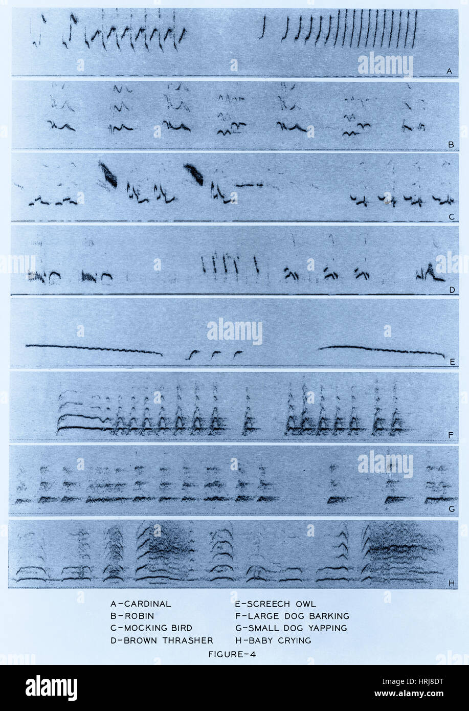 Spettrogrammi audio Foto Stock