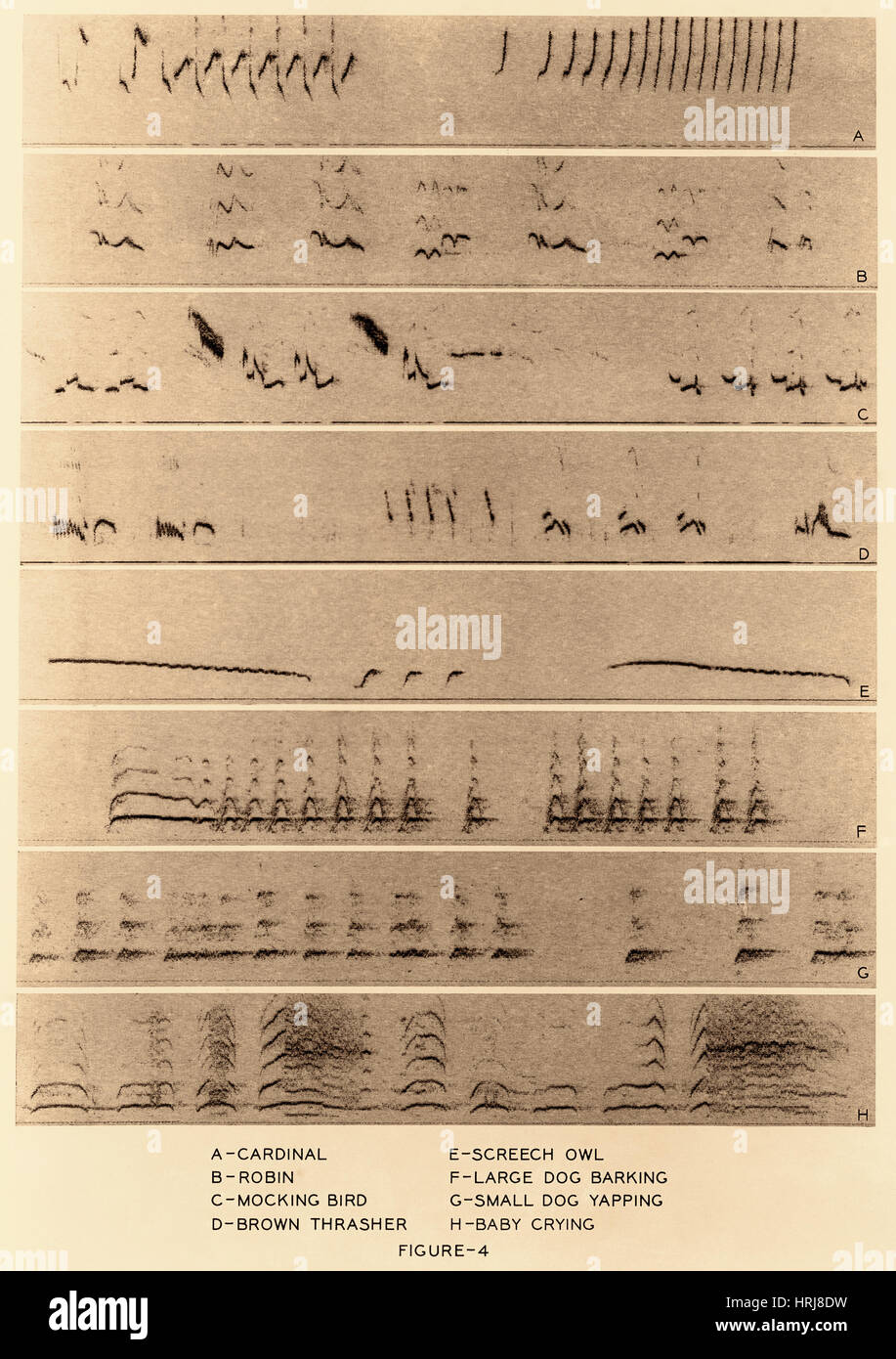 Spettrogrammi audio Foto Stock