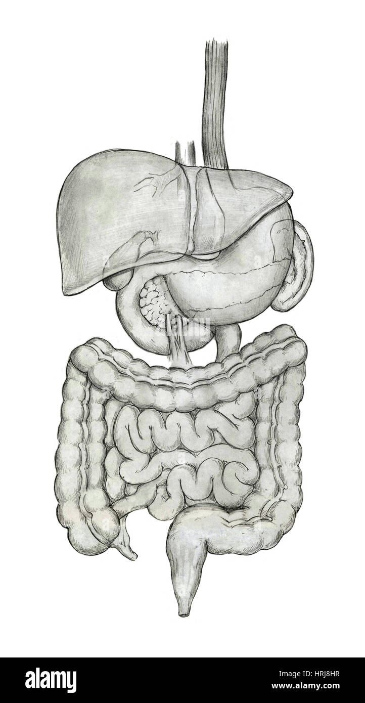 Sistema digestivo Foto Stock